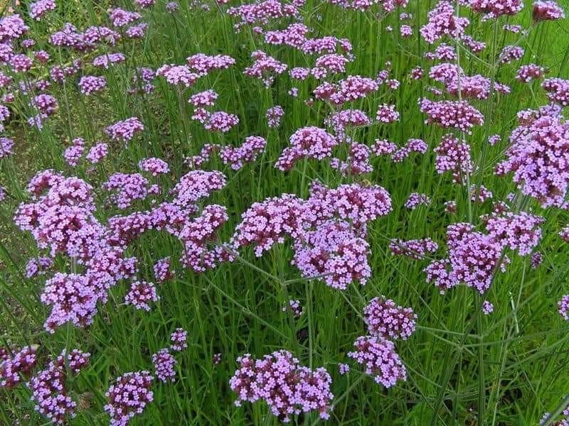 Verbena ijzerhard, Ophalen of Verzenden, Overige soorten, Volle zon