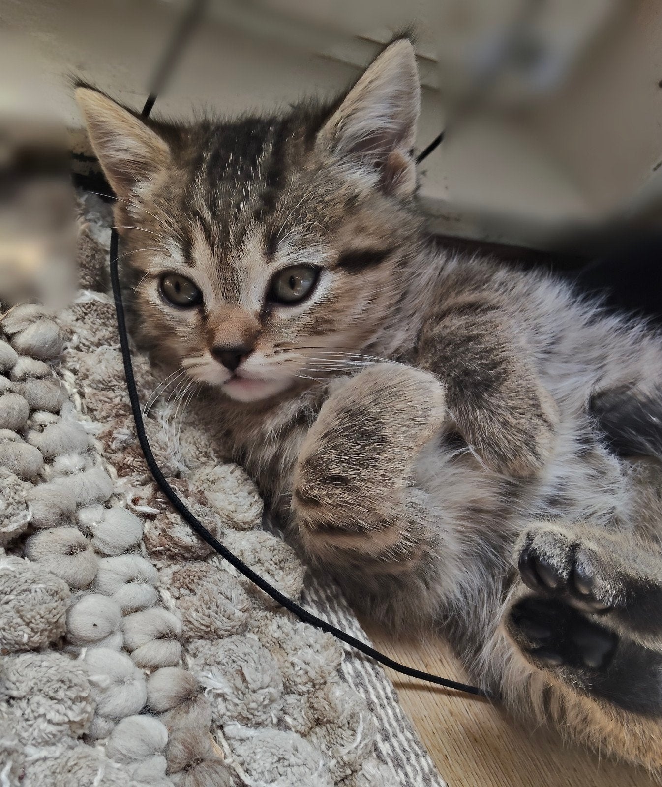 Twixy 🩷Britse korthaar kittens mogen verhuizen ️, Dieren en Toebehoren, Katten en Kittens | Raskatten | Korthaar, Meerdere dieren