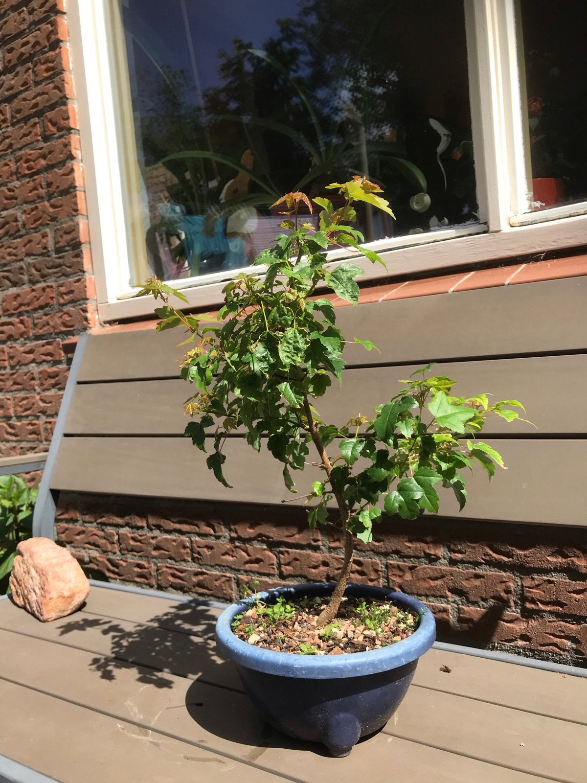 Jonge drietand esdoorn (acer buergeranium) als bonsai, Bloeit niet, Halfschaduw, Overige soorten, 100 tot 250 cm