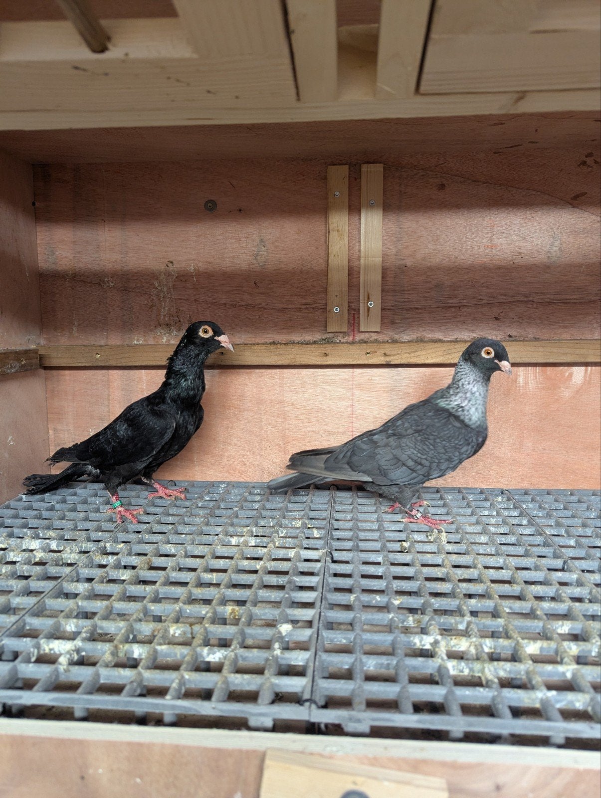Één mooie koppel Íspir, Dieren en Toebehoren, Meerdere dieren, Overige soorten