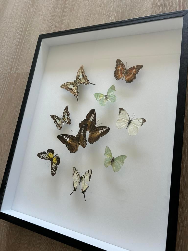 Prachtige lijst met vlinders 40x50 cm, Ophalen, Zo goed als nieuw, Hout, Minder dan 50 cm