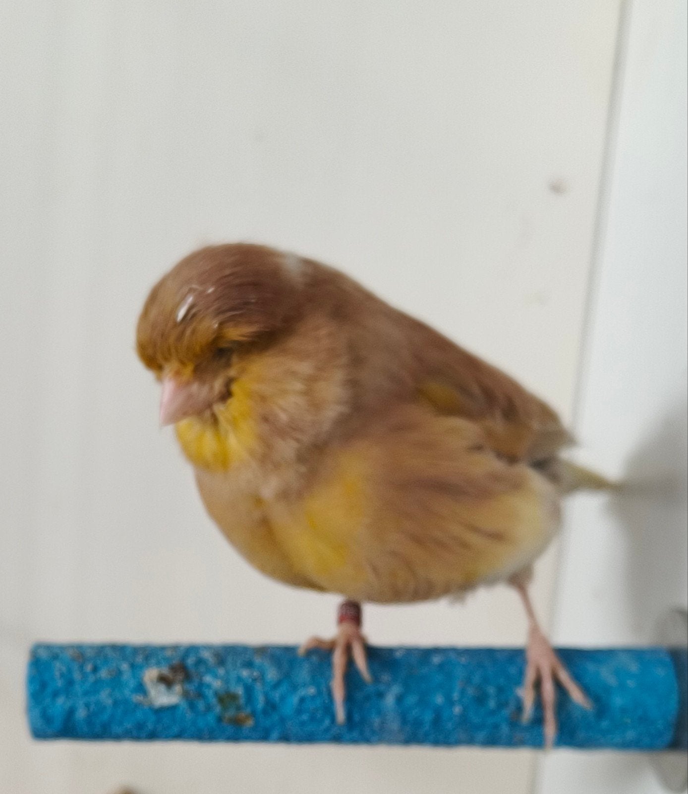 Gloster kanarie Pop 2024,€20,, Dieren en Toebehoren, Vogels | Kanaries, Vrouwelijk, Postuurkanarie