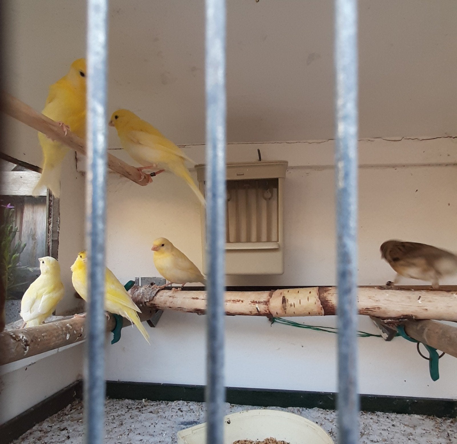 Kanaries te koop, Dieren en Toebehoren, Vogels | Kanaries, Geslacht onbekend, Kleurkanarie