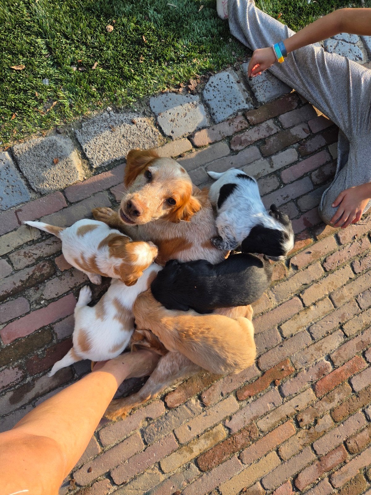 working cocker spaniel pups te koop, Parvo, 8 tot 15 weken, Meerdere, Meerdere dieren