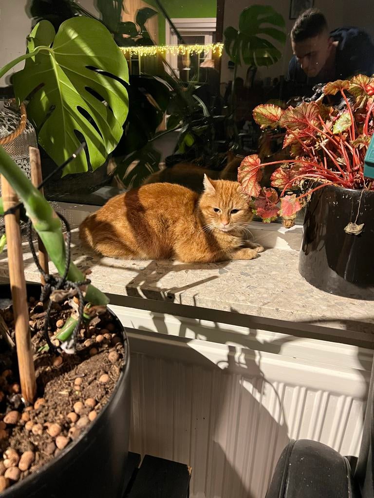 3 jarige kater genaamd Ollie, Kater