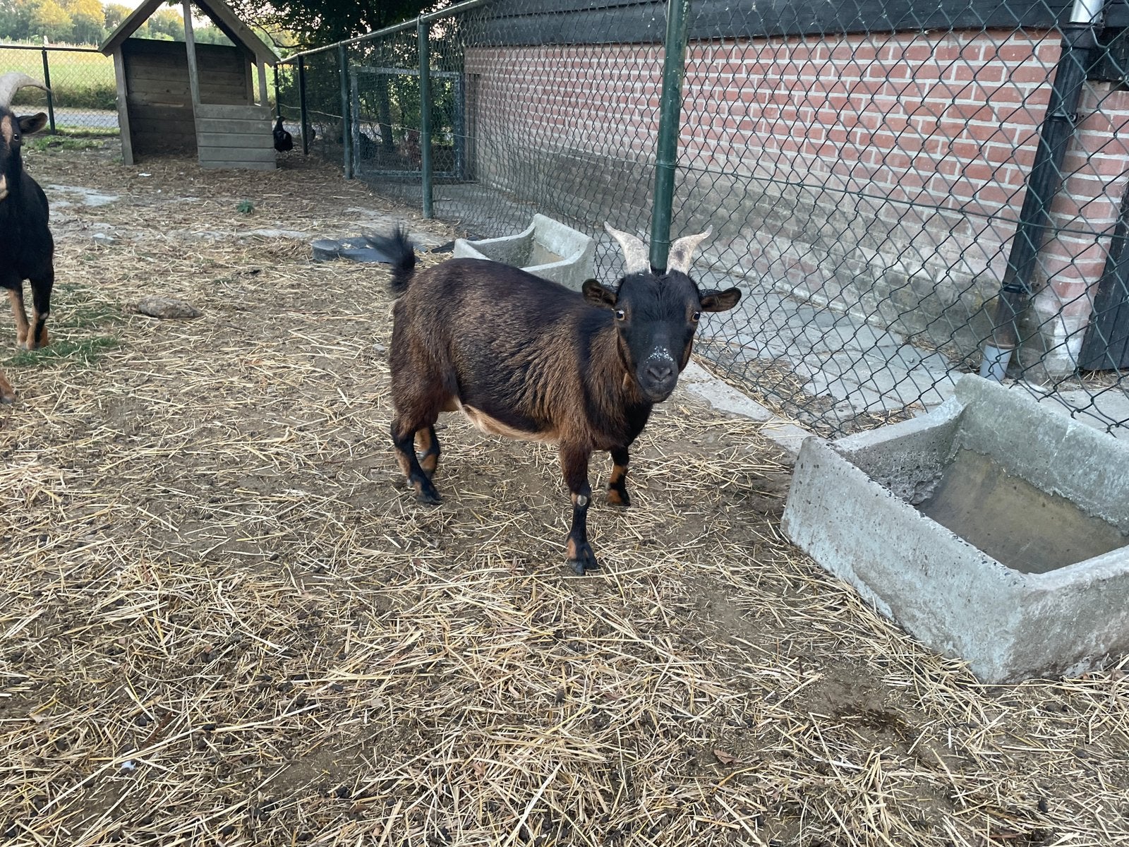 Dwerggeiten, Meerdere dieren, Geit, 3 tot 5 jaar