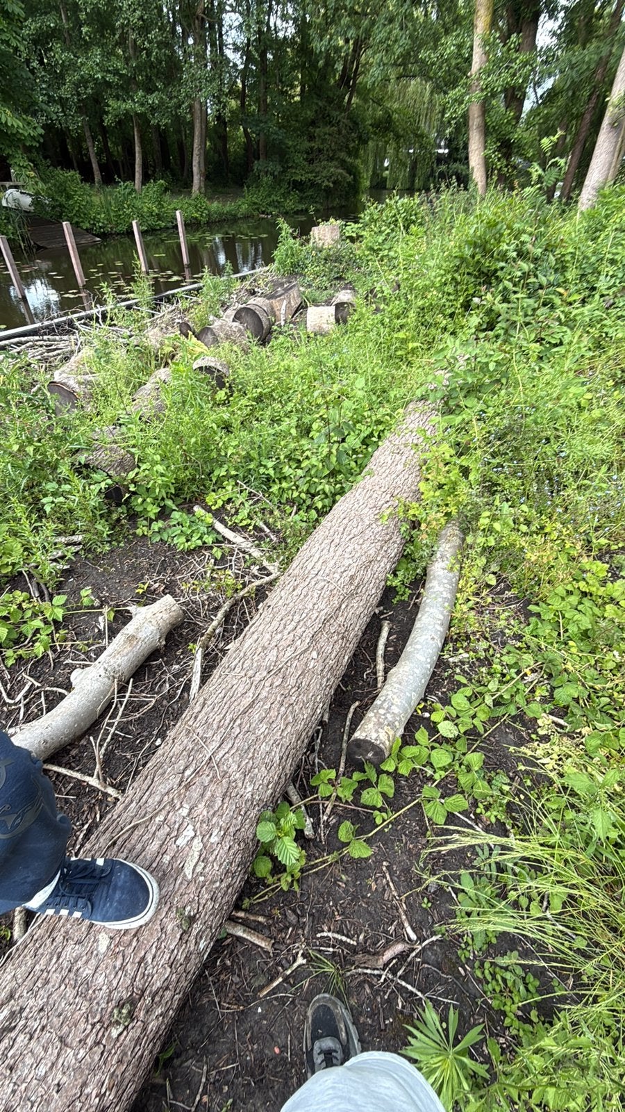 10 boomstammen, Doe-het-zelf en Verbouw, Hout en Planken, Ophalen, Overige typen, 50 mm of meer, Minder dan 200 cm