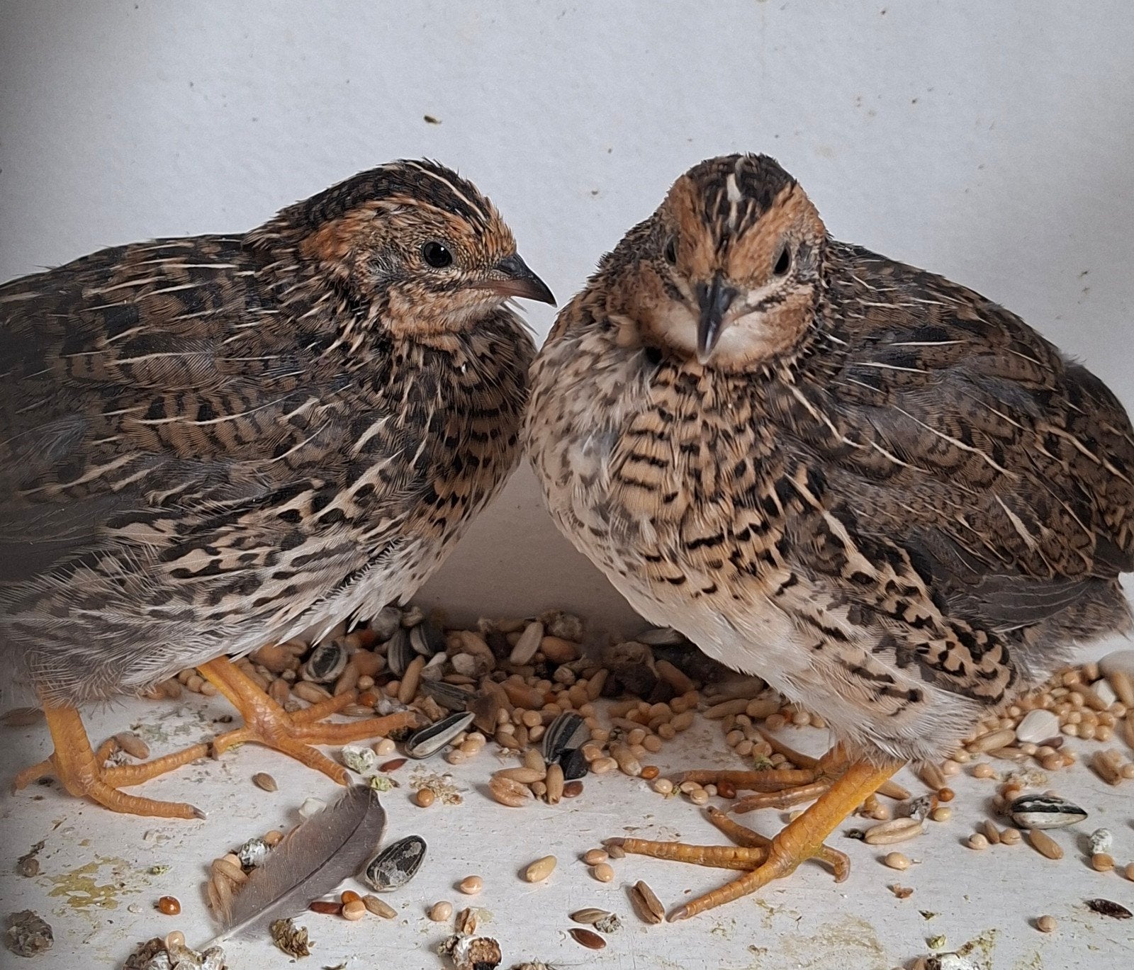 chinese dwergkwartels, wildkleur en wildbroed, Meerdere dieren