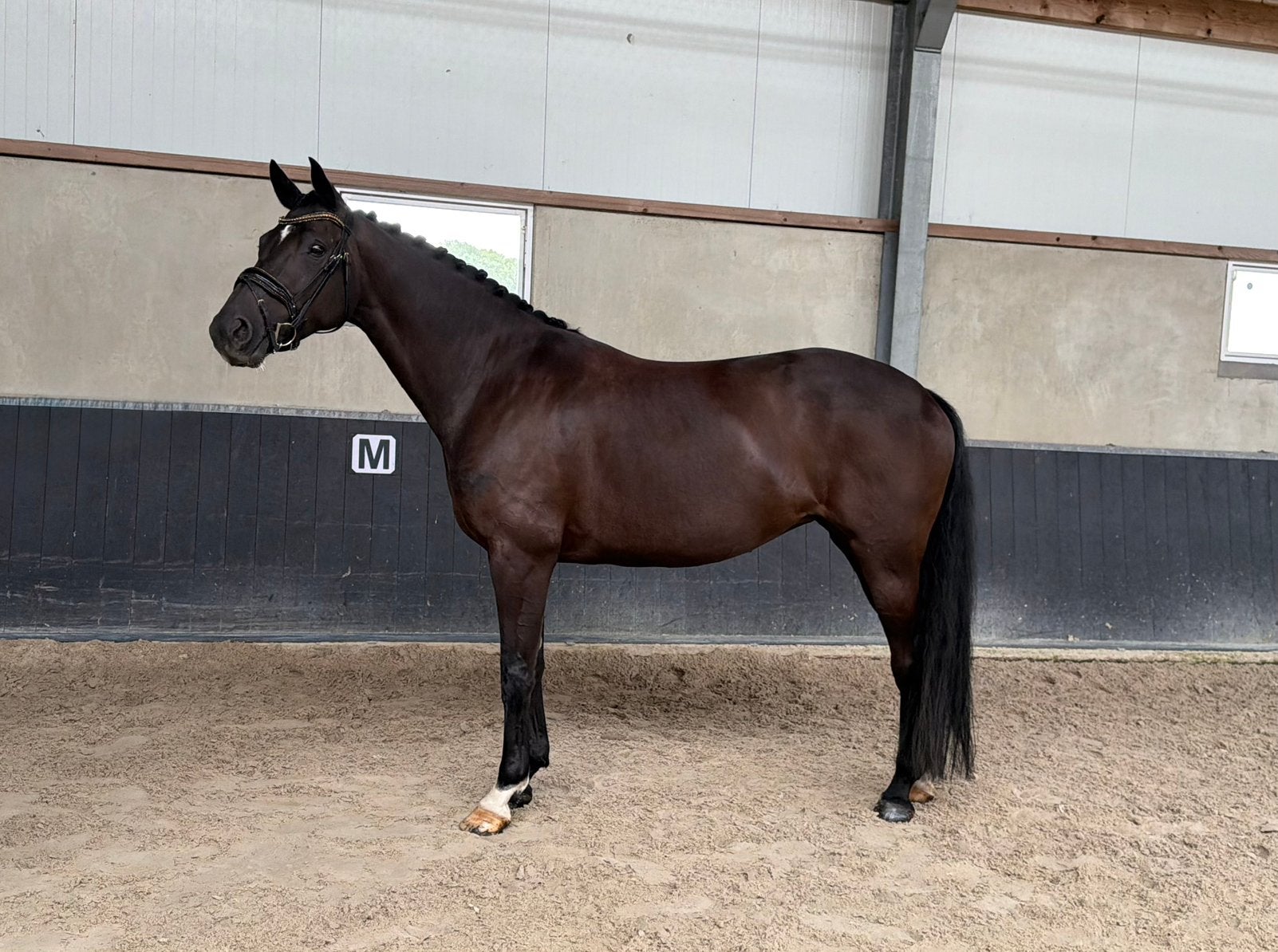 Lieve werkwillige 7 jarige merrie | Desperado x Gibraldi, Dieren en Toebehoren, Paarden, Merrie, Met stamboom, Dressuurpaard, L