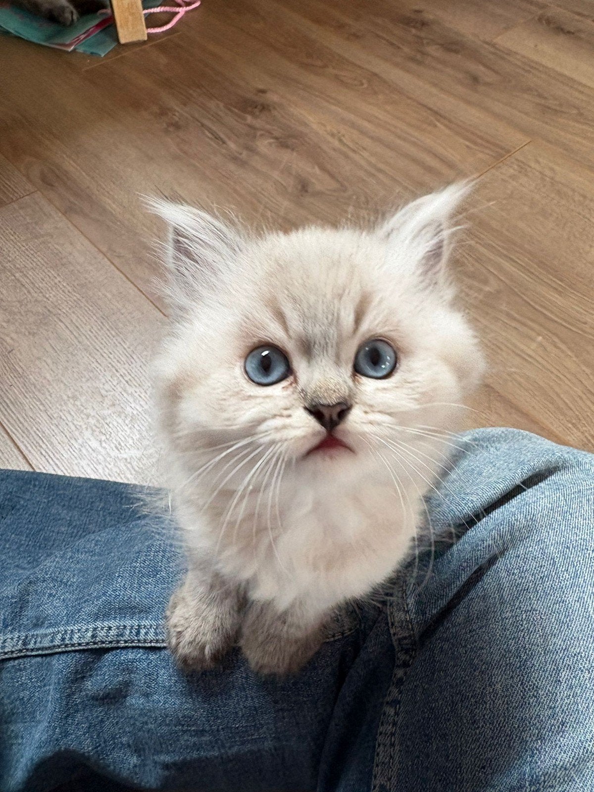 Britis lang haar kitten, Meerdere dieren