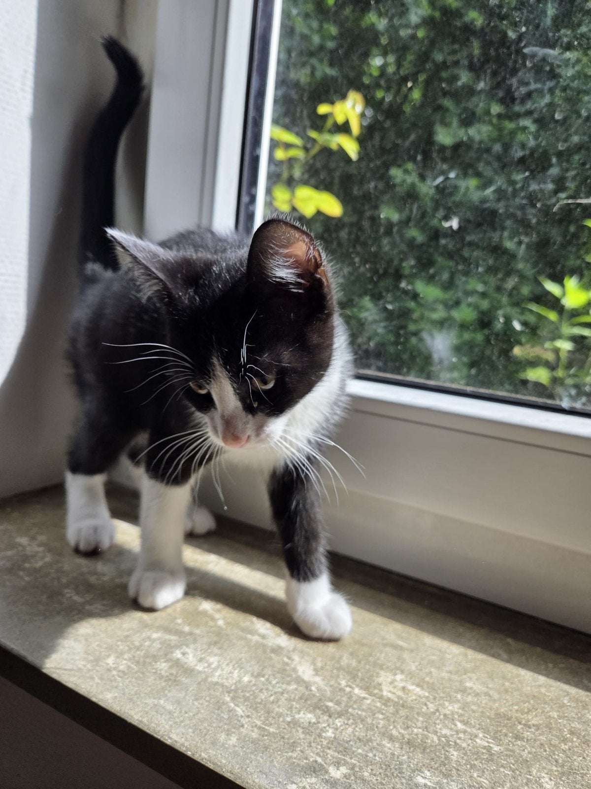 Drie katertjes zoeken een liefdevoll nieuw thuis, Kater, Kortharig, 0 tot 2 jaar