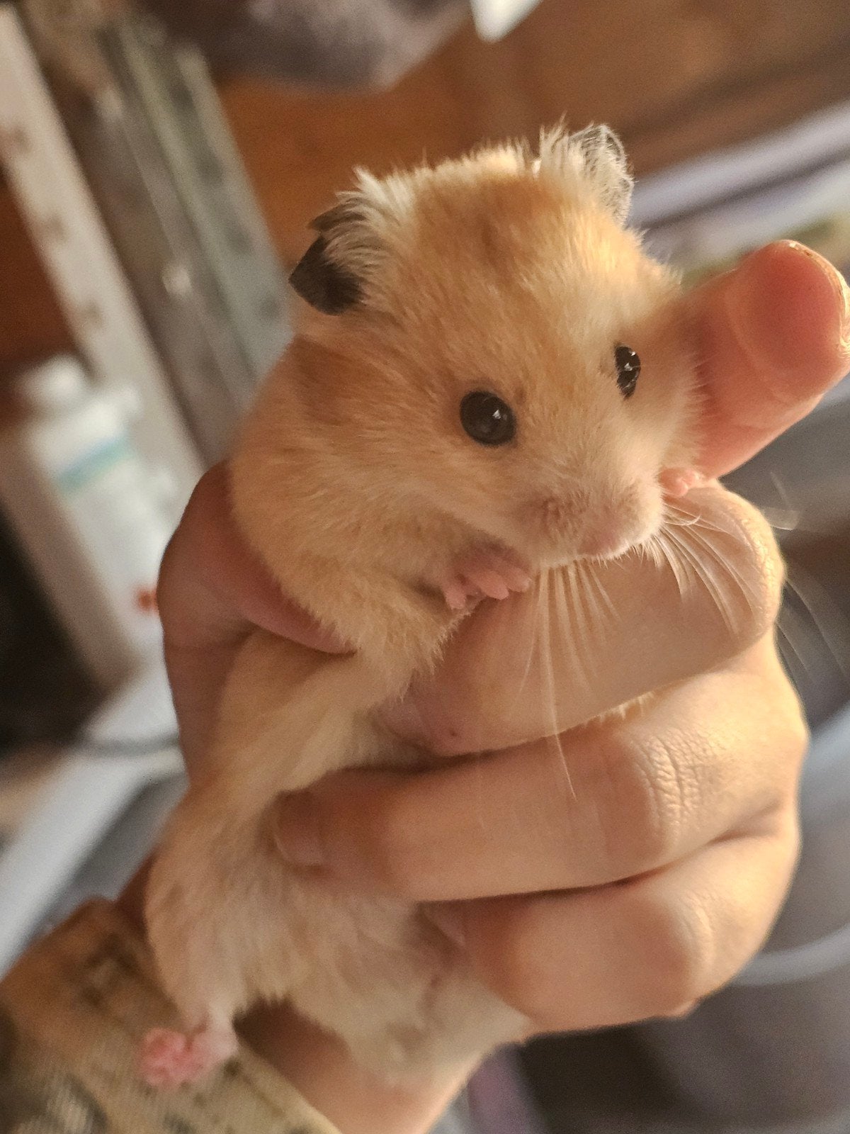 Goudhamster mannetje, Dieren en Toebehoren, Knaagdieren, Maart, Mannelijk, Hamster