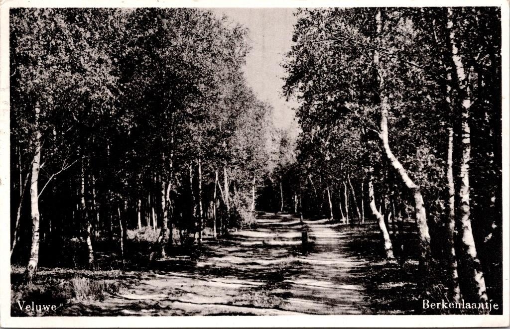 Veluwe - Berkenlaantje (1958), Verzenden, 1940 tot 1960, Gelopen, Gelderland