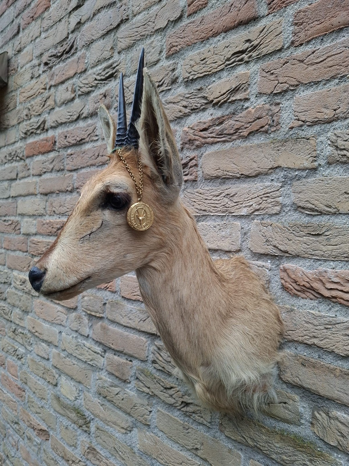 opgezette duiker afrika taxidermy schedel gewei hert skull, Ophalen, Wild dier, Gewei of Kop