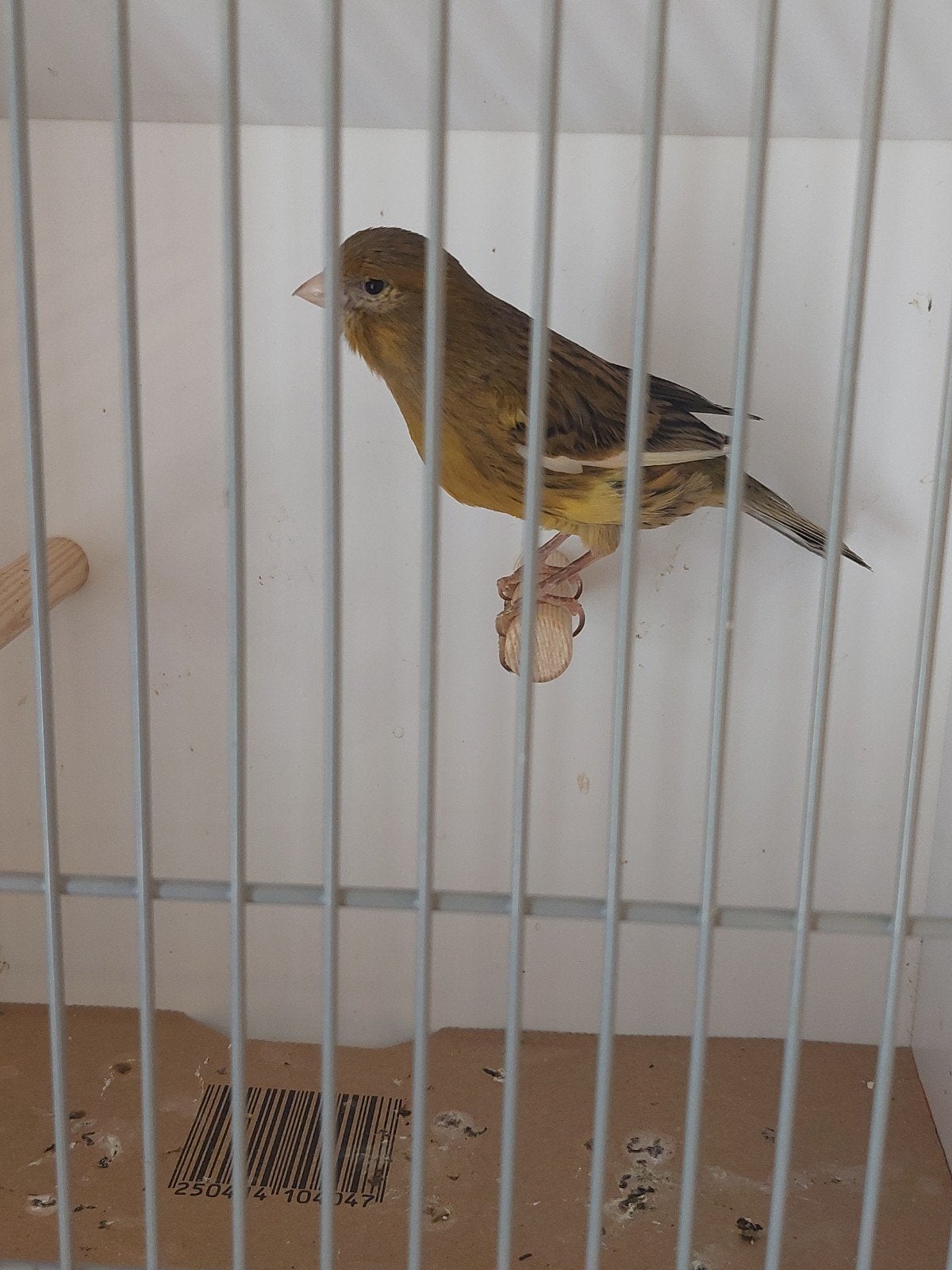 Bruin bronze agaat man kanarie 2026 ., Dieren en Toebehoren, Vogels | Kanaries, Mannelijk