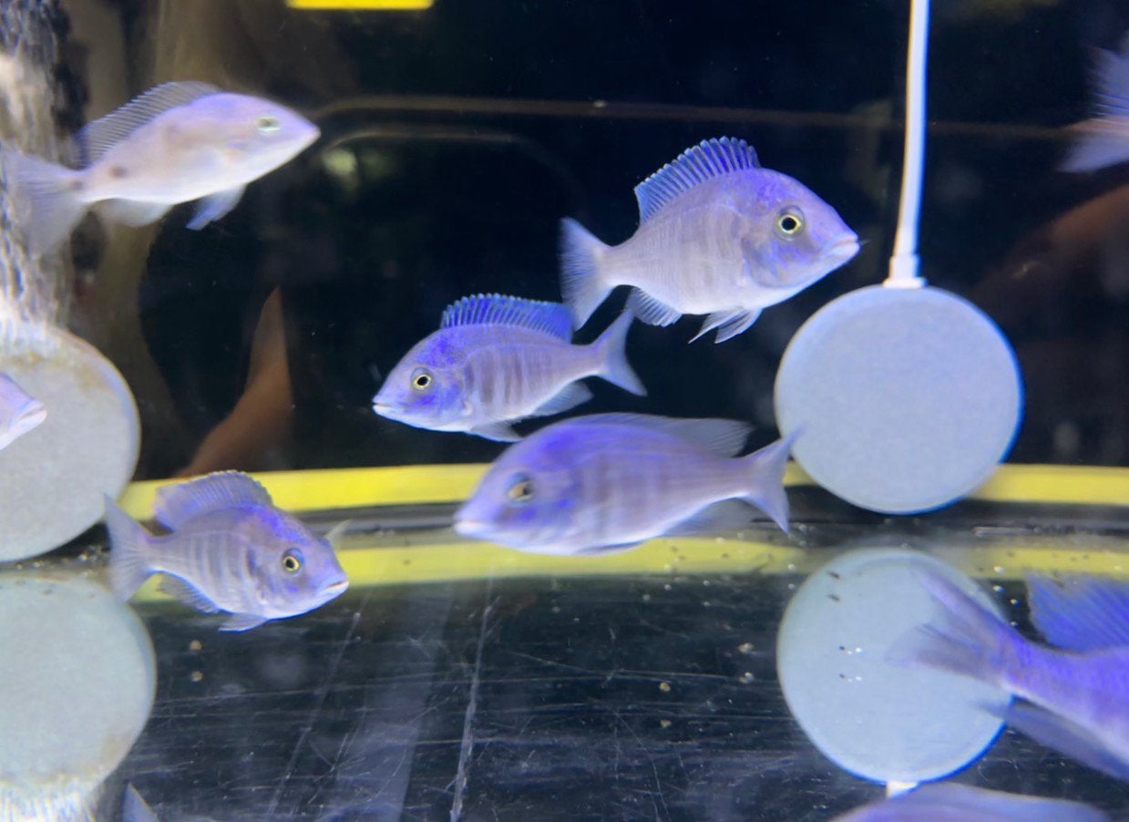 Malawi cichliden, Vis