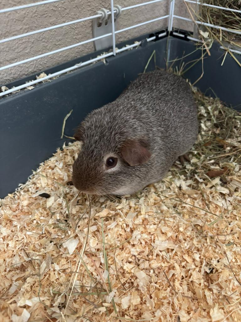 Cavia grijs beertje, Cavia, Augustus, Mannelijk, Tam