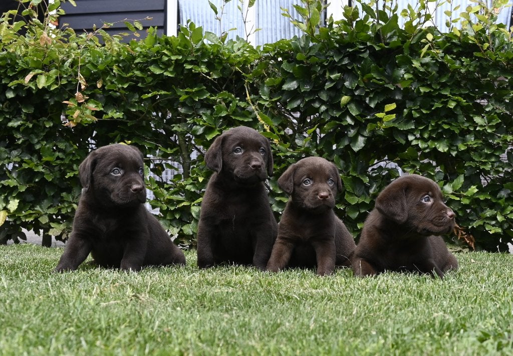 Chocolade bruine Labrador pups met stamboom !, Dieren en Toebehoren, Honden | Retrievers, Spaniëls en Waterhonden, Parvo, 8 tot 15 weken