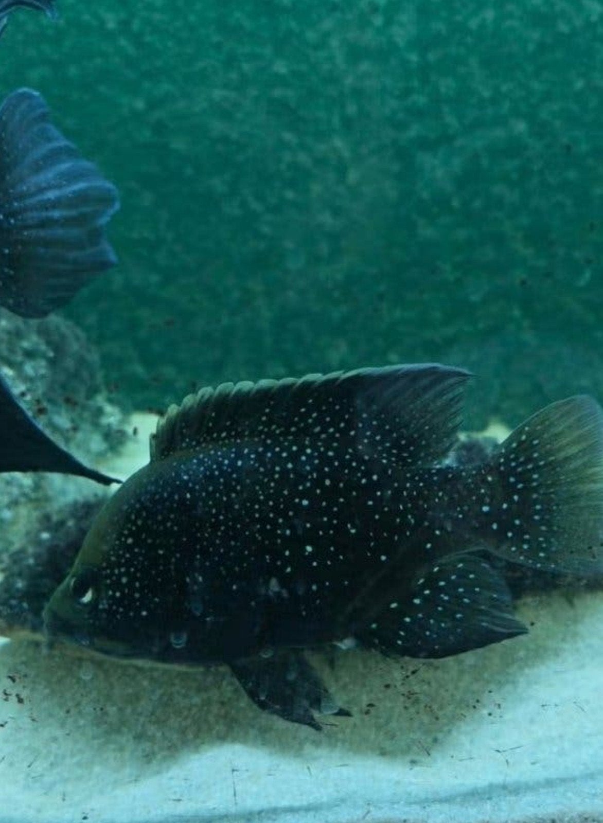 Starry Night Cichliden jonkies (Paratilapia polleni), Vis
