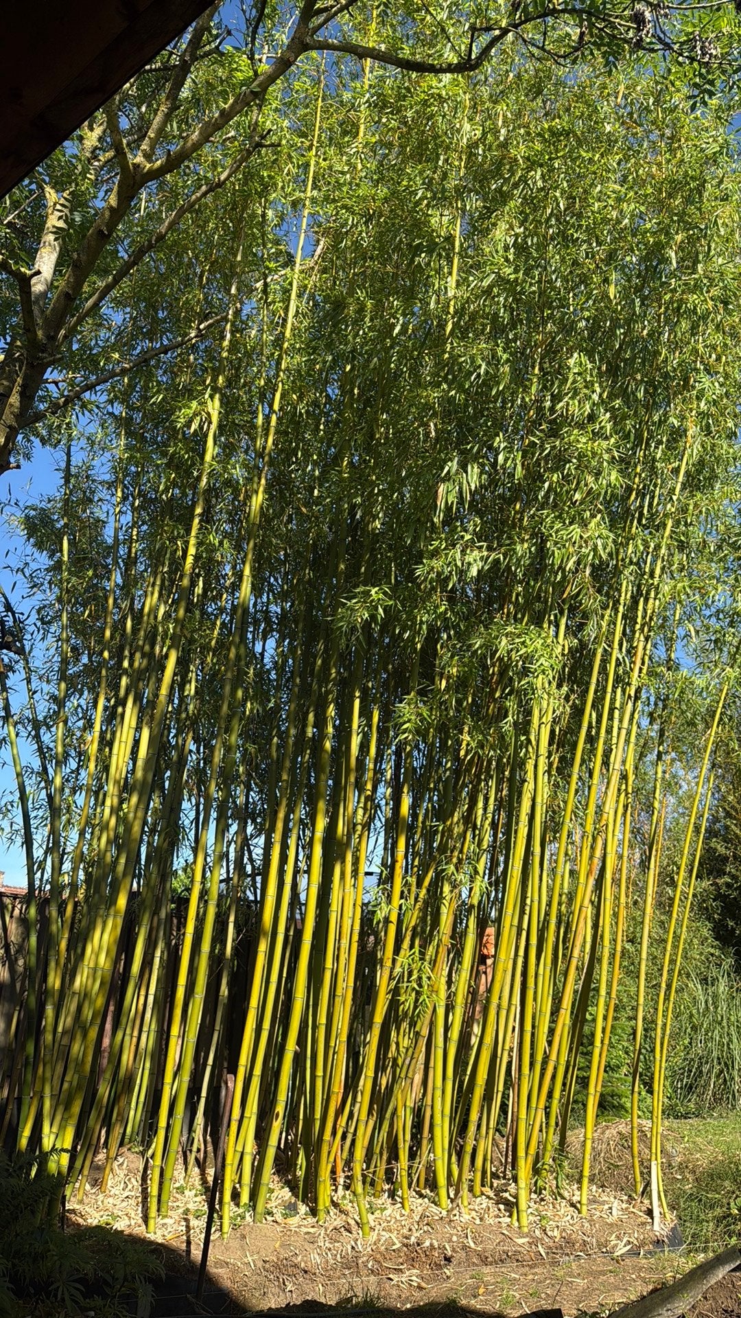 Bamboe stokken voor tuin of decoratie, Tuin en Terras, Planten | Tuinplanten, Ophalen, Bloeit niet, Overige soorten, Halfschaduw