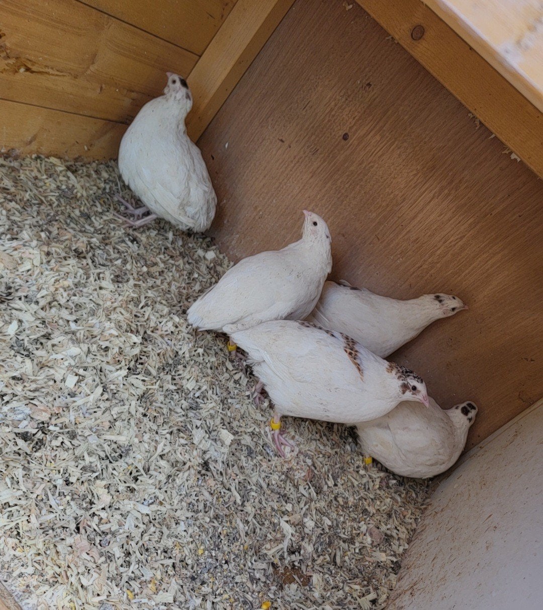 Witte japanse jumbo kwartels 8,5 week oud, Dieren en Toebehoren, Pluimvee, Meerdere dieren, Overige soorten