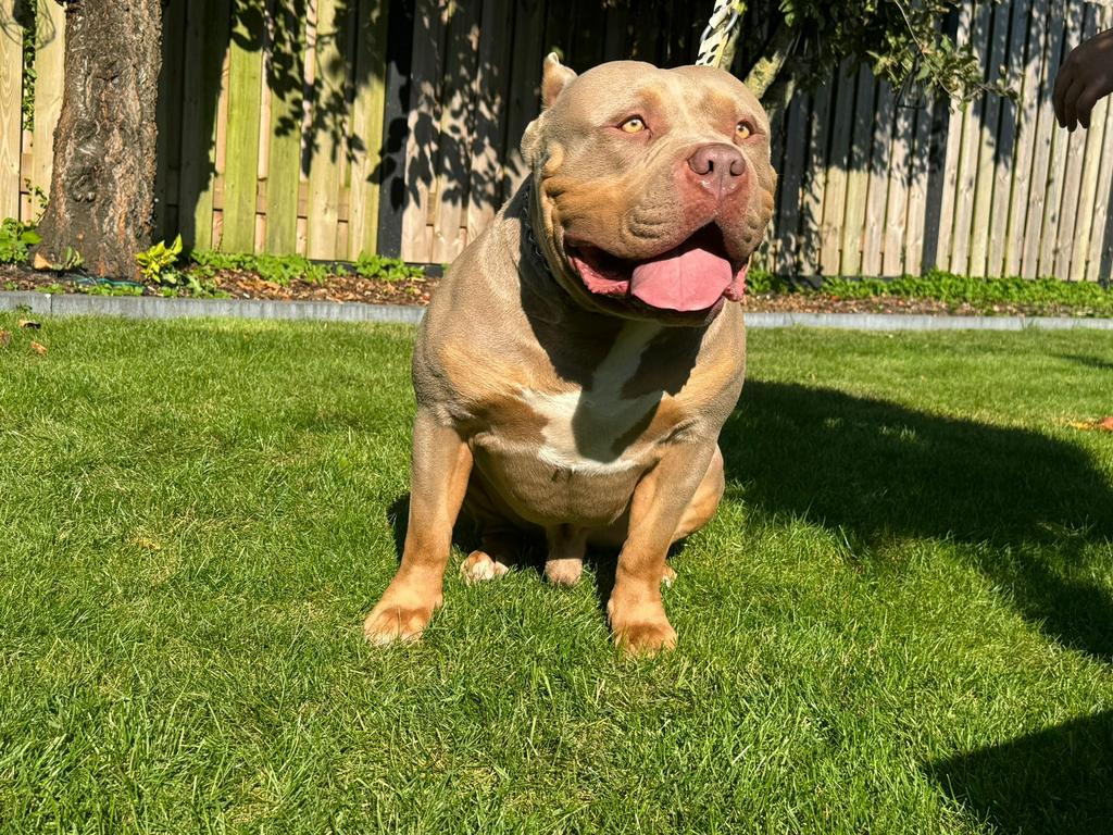 American bully XL dek reu  lilac tri color, Reu, Eén hond, 3 tot 5 jaar, Nederland