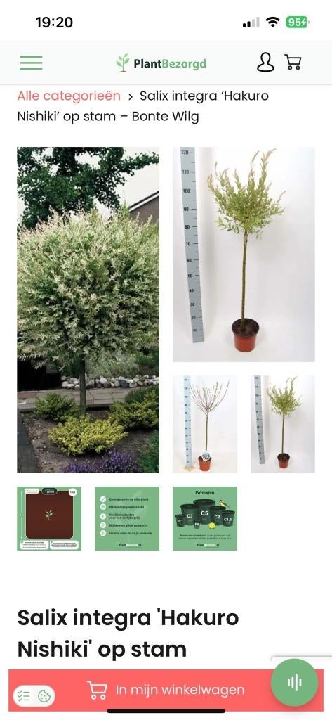 Salix Integra Hakuro Nishiki  of bonte wilg  in pot, Lente, 100 tot 250 cm, Ophalen, Volle zon