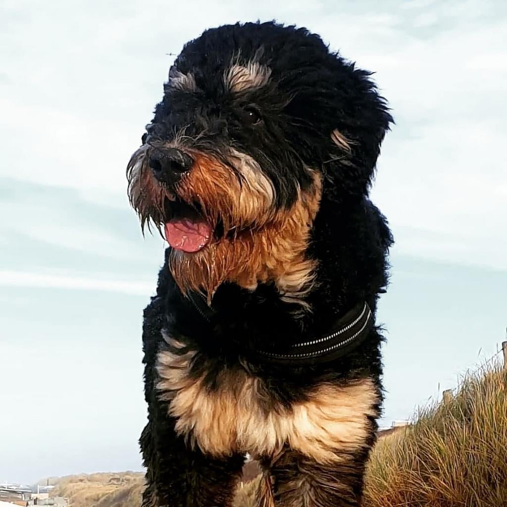 Bernedoodle dekreu, Dieren en Toebehoren, Reu, Eén hond, 3 tot 5 jaar, Nederland