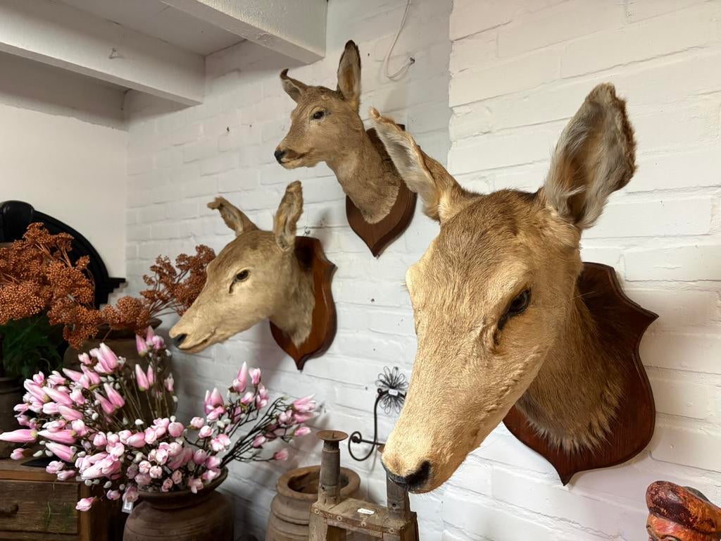 Opgezette ree kop - Bambi, Verzamelen, Ophalen, Gebruikt, Hert, Opgezet dier
