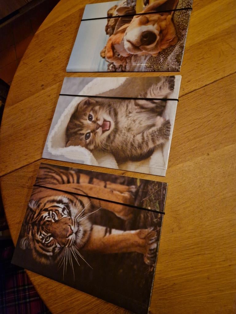 BEWAARMAPPEN DIEREN DECOR 3X, Ophalen of Verzenden, Nieuw