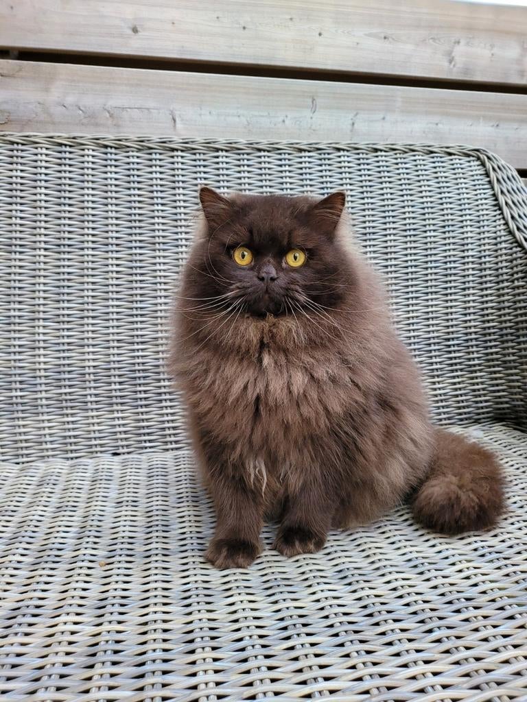 Dekkater beschikbaar Britslanghaar. Niet te koop!!!, Dieren en Toebehoren