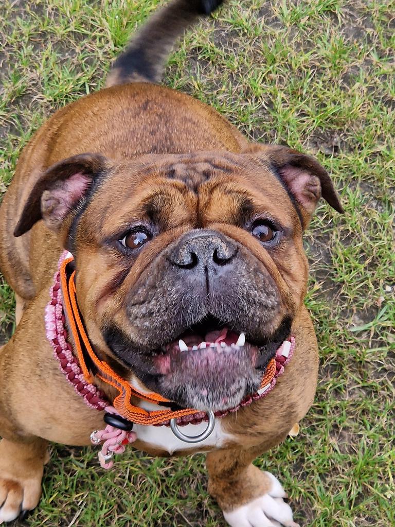 Continental Bulldog kennel  (GEZOND!!!!), Nederland, 8 tot 15 weken, Geslacht onbekend, Bulldog