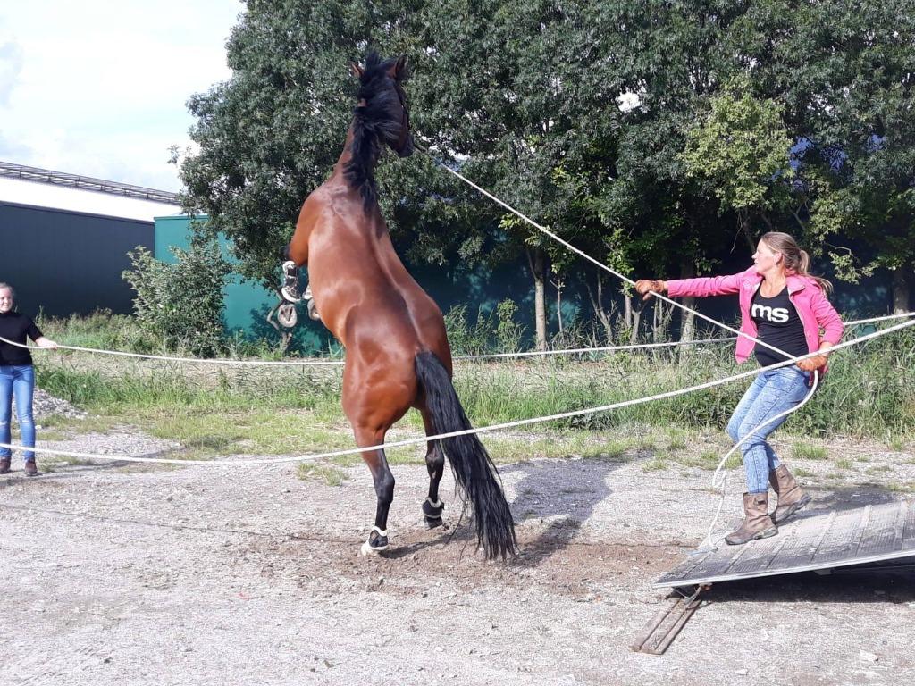 Enthousiaste Instructie & Gedragstherapeut, Verzorging of Verzorgpony's