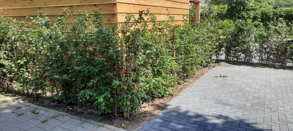 Hovenier groenvoorziening en tuinaanleg, Tuinontwerp