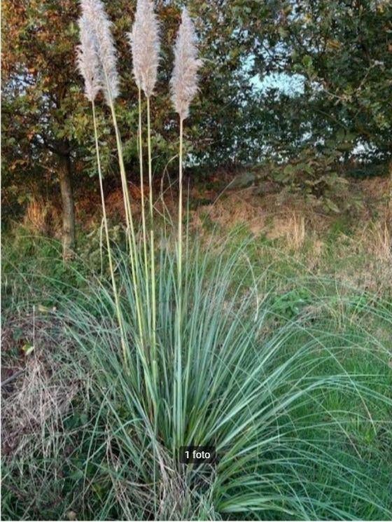 pampas gras, Ophalen, Vaste plant, Siergrassen, Halfschaduw