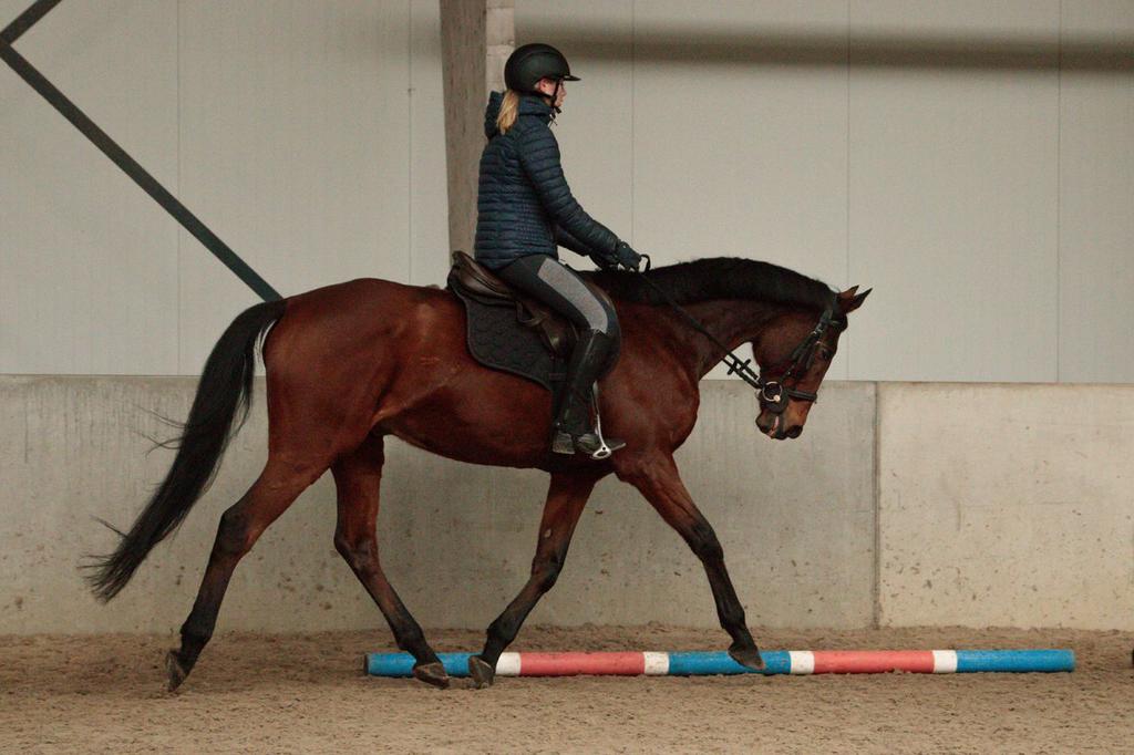 16 jarige lieve ruin, Ruin, Recreatiepaard