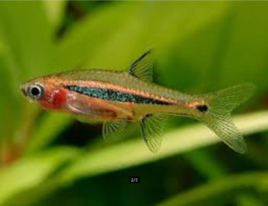 Boraras urophthalmoides - Koidream Valburg, Dieren en Toebehoren, Vissen | Aquariumvissen, Vis, Zoetwatervis
