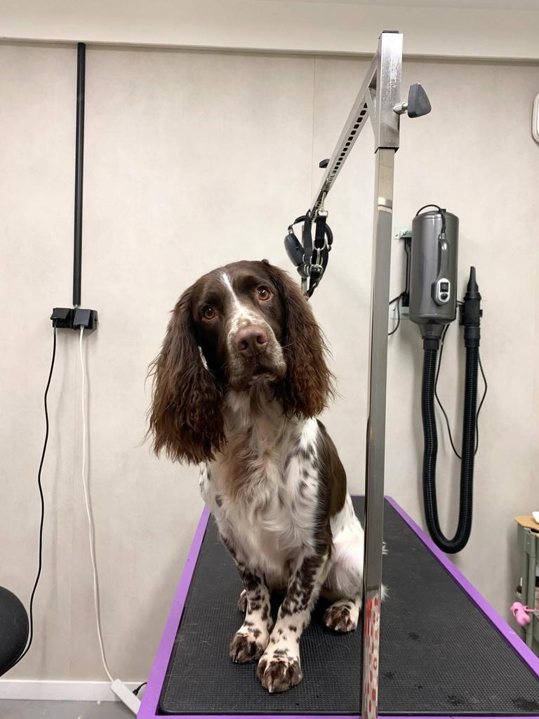 Hondentrimsalon in Biddinghuizen - plek voor nieuwe klanten, Dieren en Toebehoren, Ophalen, Nieuw