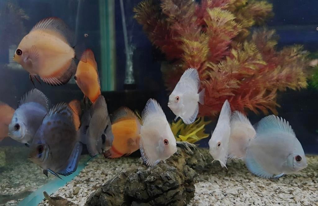 Discus 6 cm., Dieren en Toebehoren, Vis