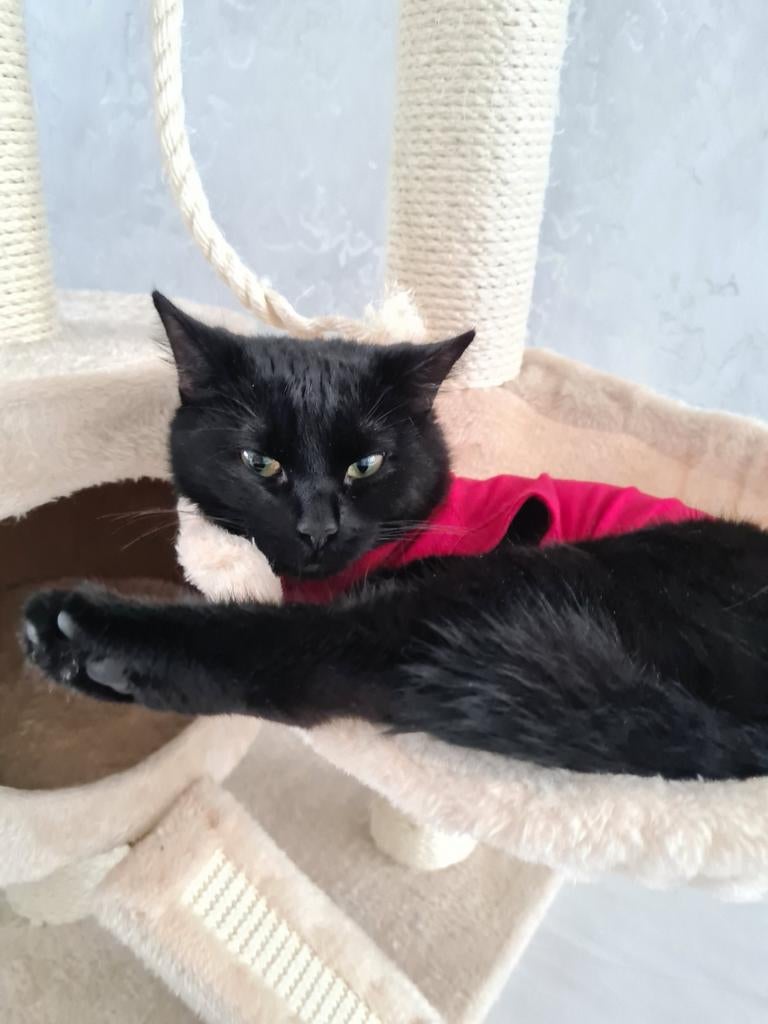 Poes, Dieren en Toebehoren, Katten en Kittens | Raskatten | Korthaar, Poes