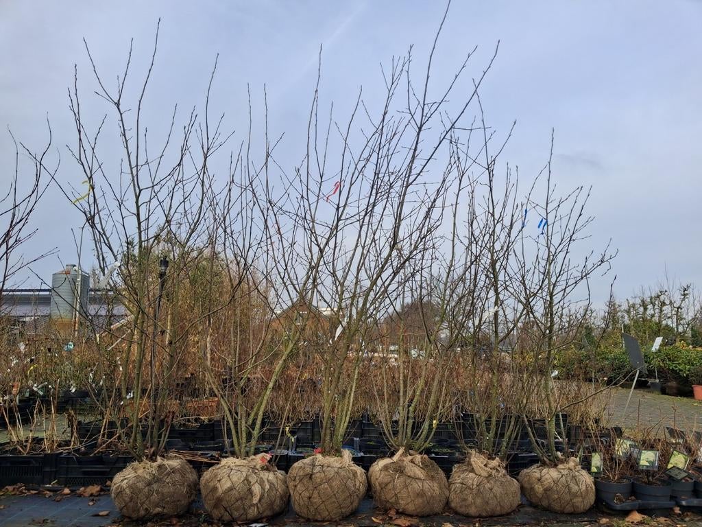 Meerstammige Amelanchier lamarckii - Krentenboompje, Tuin en Terras, Planten | Bomen, Overige soorten, 100 tot 250 cm, Volle zon