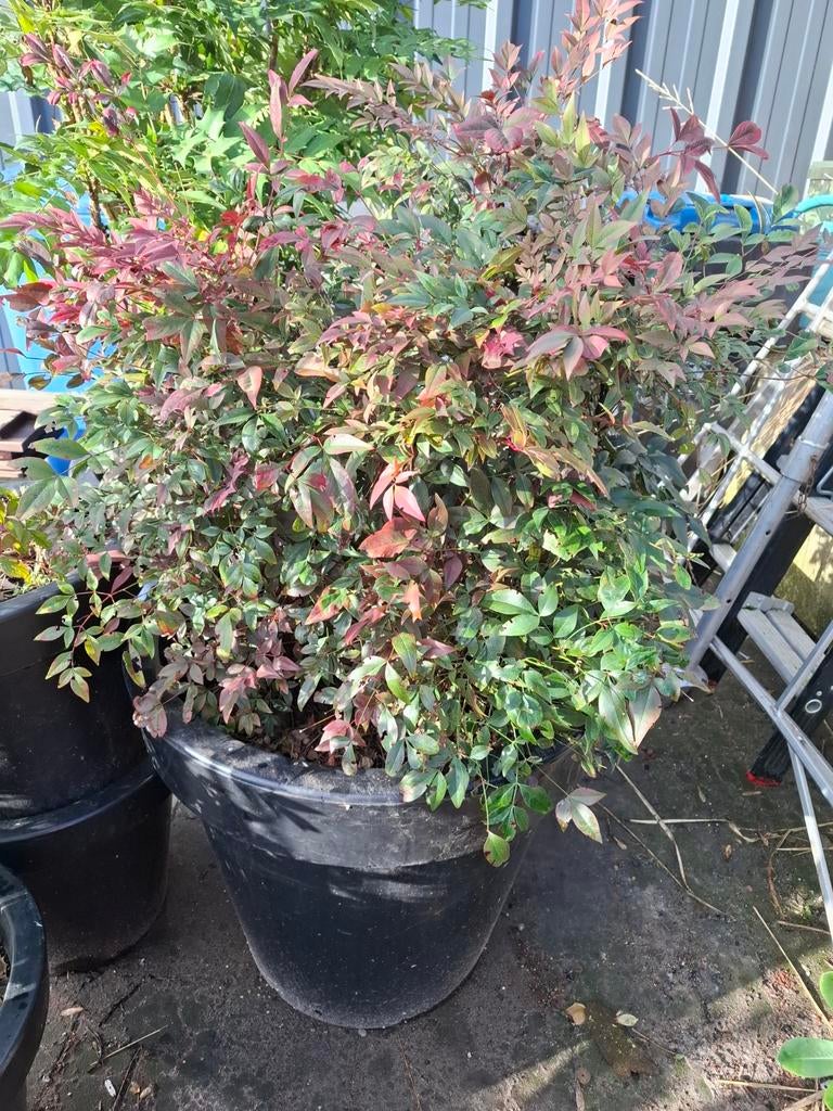 Hemelse bamboe (Nandina domestica) in BLOOM HOLLAND pot, Ophalen, Halfschaduw, Overige soorten