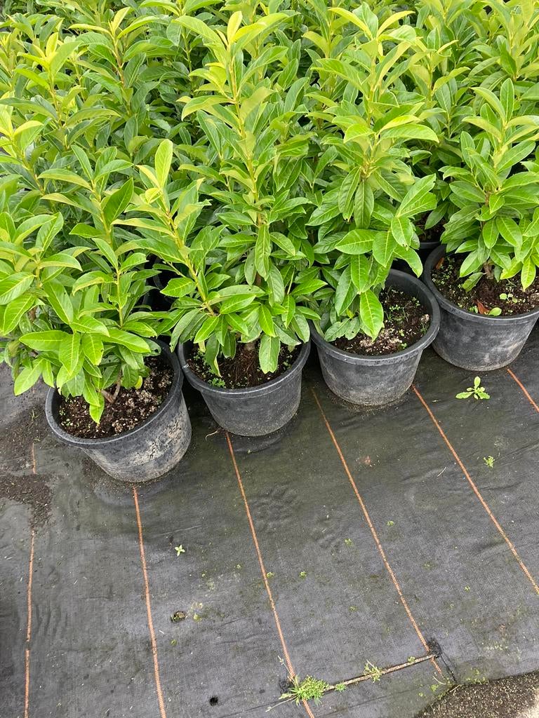 Prunus Genolia  ., Tuin en Terras, Planten | Struiken en Hagen, Ophalen, Laurier, Haag, 100 tot 250 cm
