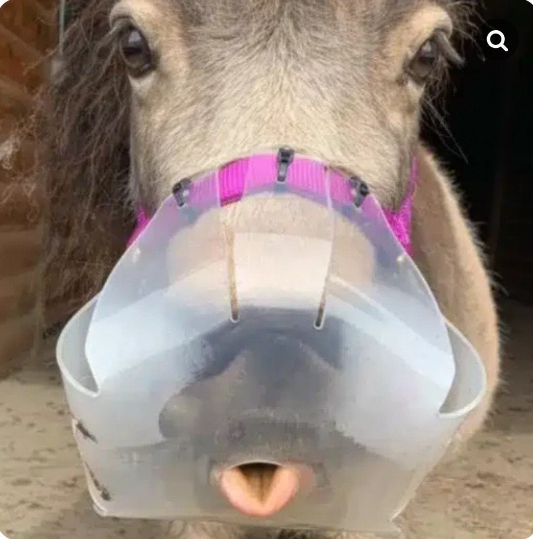 graasmasker thinline gezocht, Dieren en Toebehoren, Ophalen