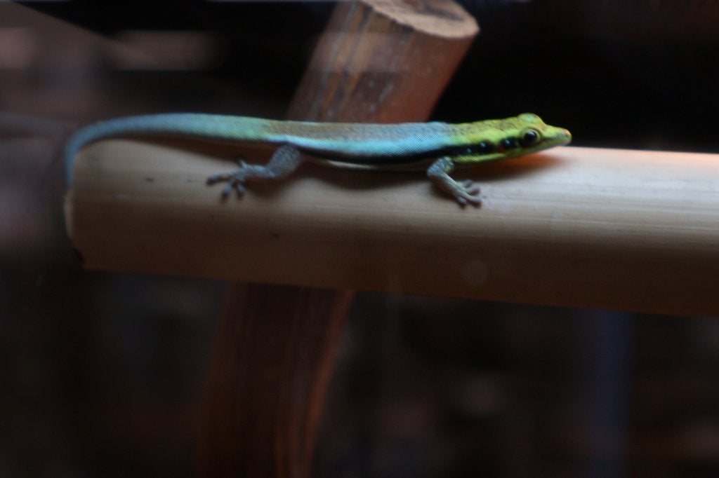 Phelsuma klemmeri – Klemmer’s daggekko, Hagedis, 0 tot 2 jaar