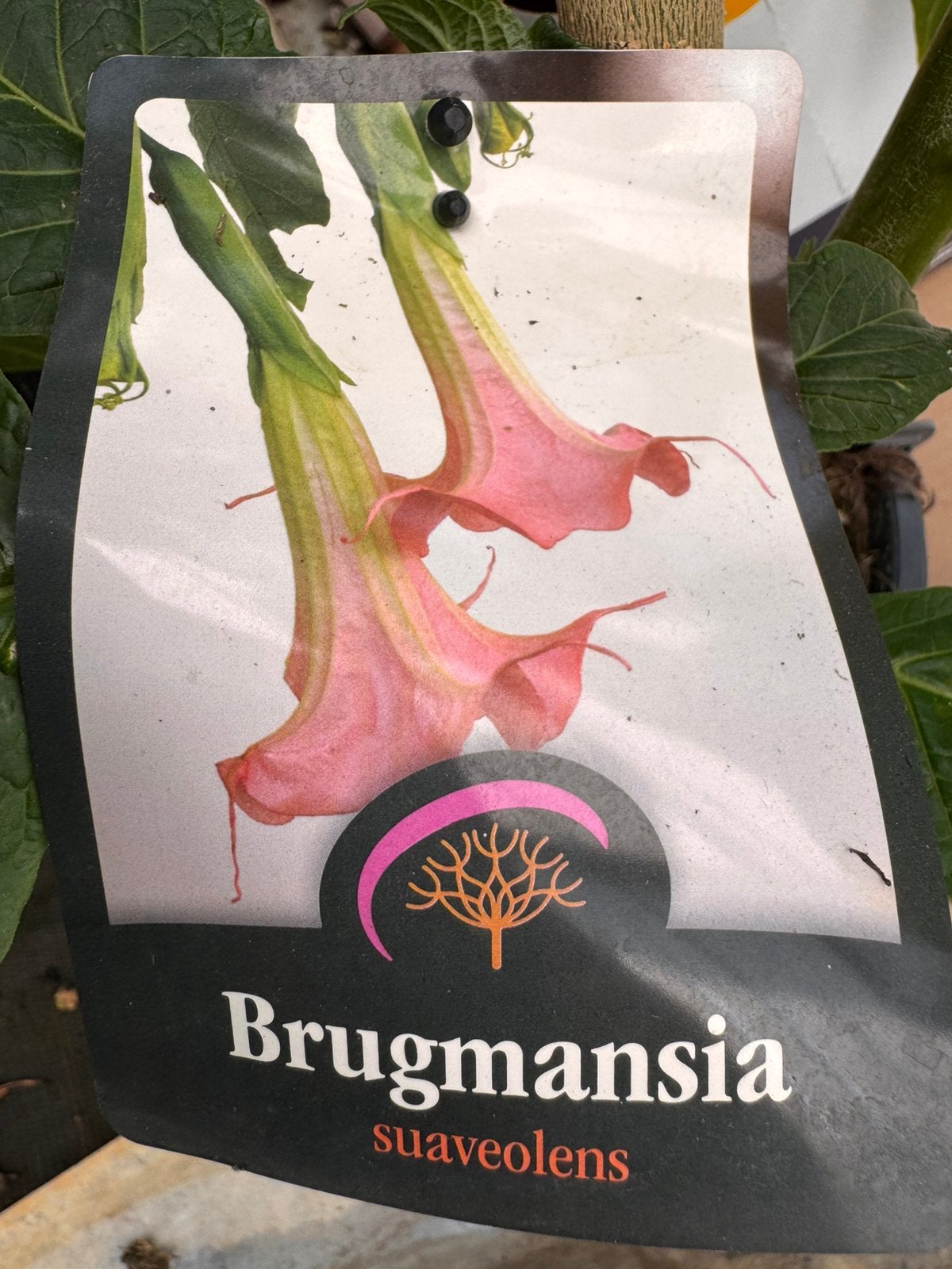 Brugmansia in 3 kleuren: rosé en geel 2 voor €25,00, Volle zon, Vaste plant, Zomer, Ophalen