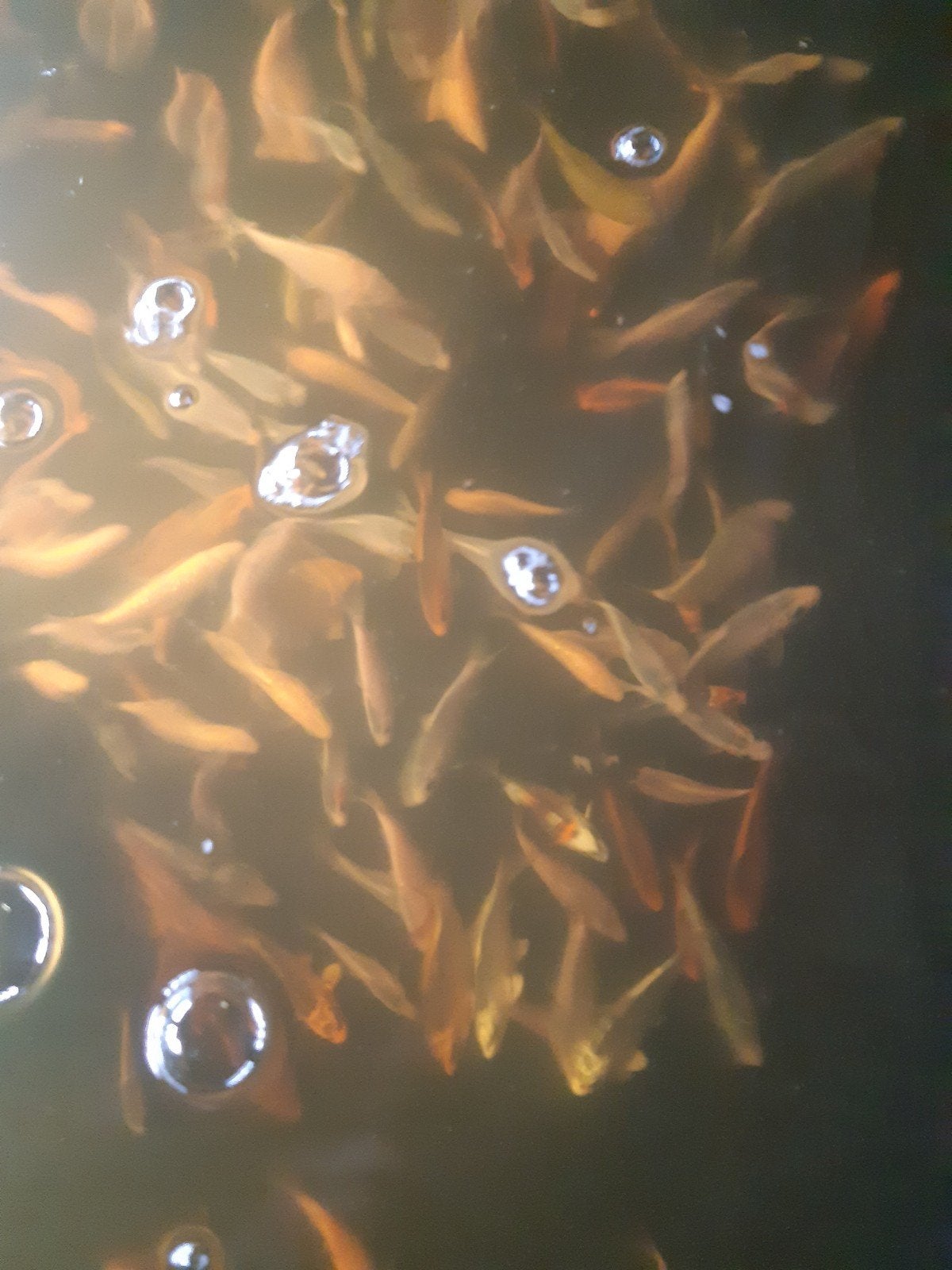 Diverse Japanse Koi +_ 10 a 14 cm, Dieren en Toebehoren, Vissen | Vijvervissen, Karper of Koi