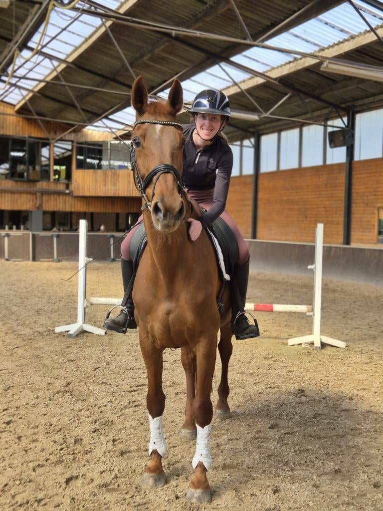 💥Braaf gereden dressuurmerrie💥, Dieren en Toebehoren, Paarden, Merrie, Met stamboom, Dressuurpaard, L