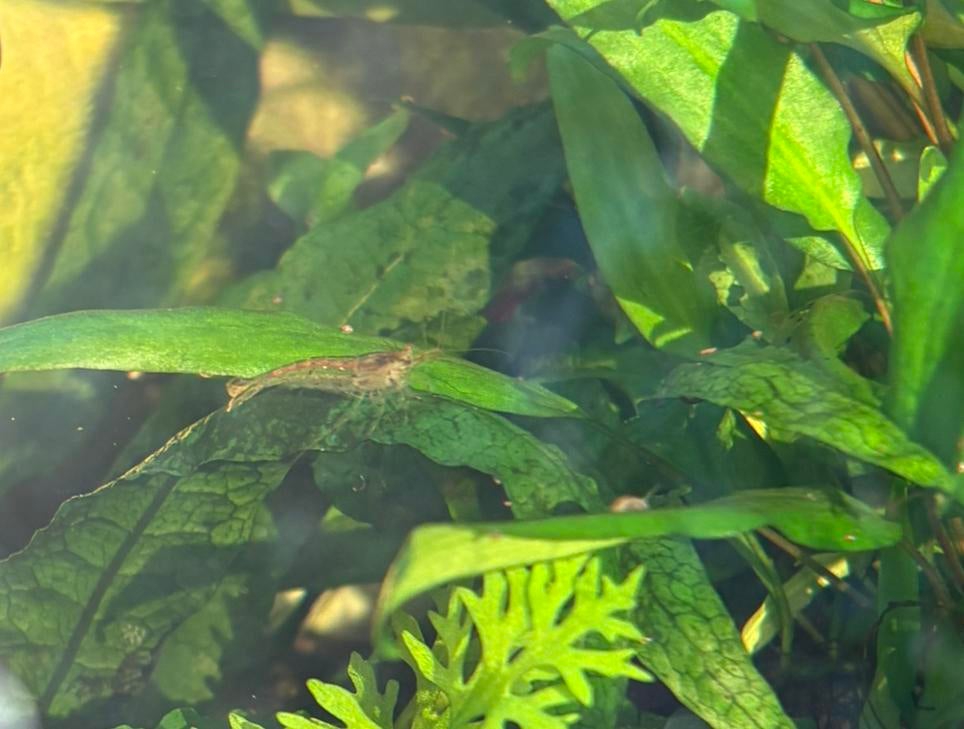 Wildkleur garnalen - neocaridina, Kreeft, Krab of Garnaal