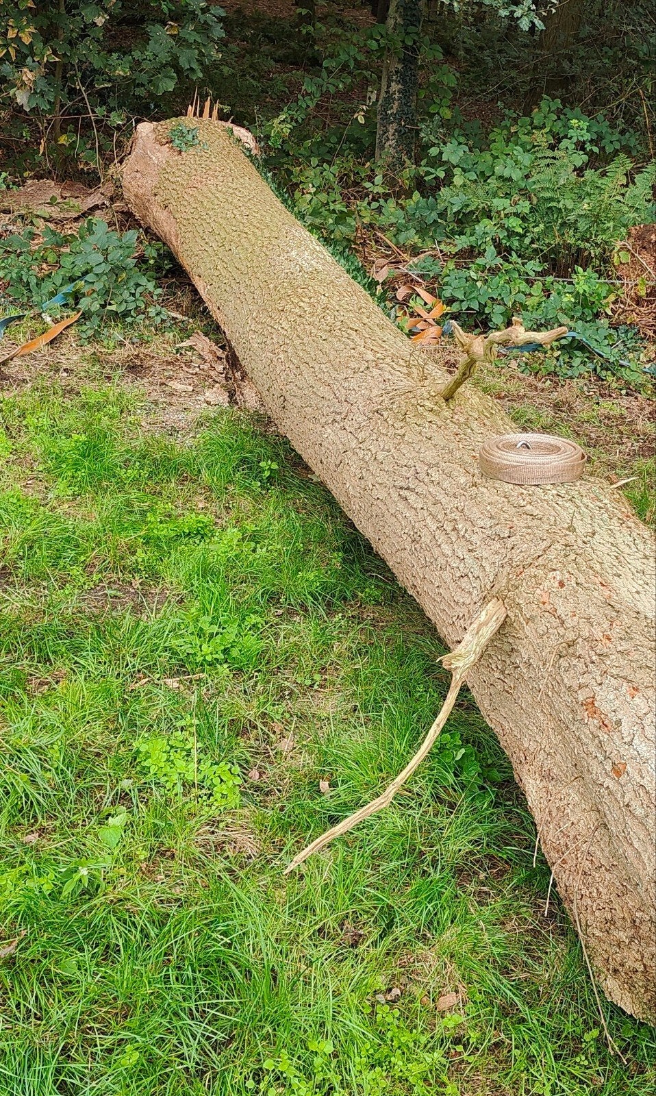 boomstam eikenhout, Minder dan 3 m³, Ophalen, Eikenhout, Stammen